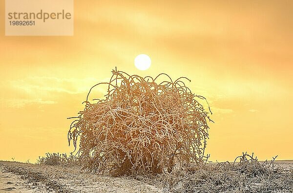 Allein auf dem weißen Schneestock stehend im Licht des Sonnenuntergangs  der untergehenden Sonne. Fantastische Landschaft leuchtet im Sonnenlicht. Dramatische winterliche Szene. Naturpark. Kaukasus Europa. Schöne Welt. Retro Stil Filter. Instagram Toning Effekt