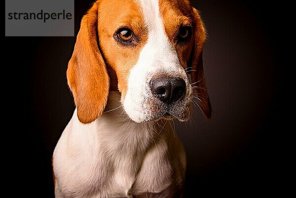 Beagle Hund Porträt auf einem schwarzen Hintergrund isoliert Studio Nahaufnahme Detail wie Malerei