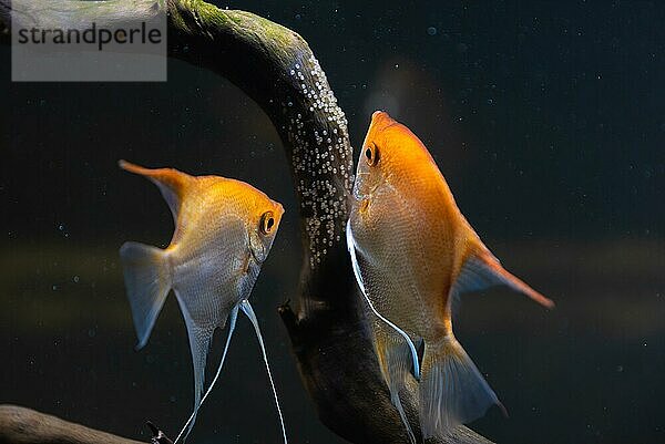 Ein Paar Gold Pterophyllum Scalare im Aquarium  ein gelber Skalar legt seine Eier ab. Rehe auf einem Holzast. Selektiver Fokus