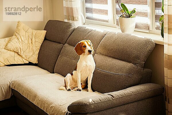 Hund im Haus auf einem Sofa Porträt in hellen Raum. Hund Hintergrund