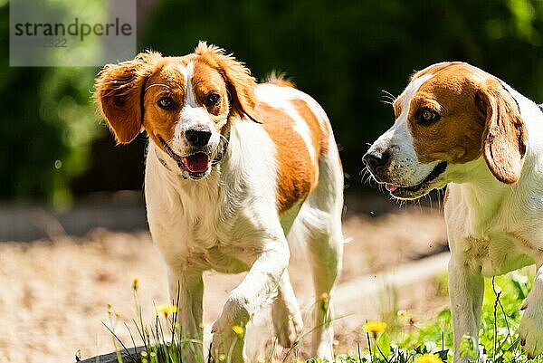 Brittany Hund und Beagle Hund zusammen auf sonnigen heißen Tag. Hund Hintergrund
