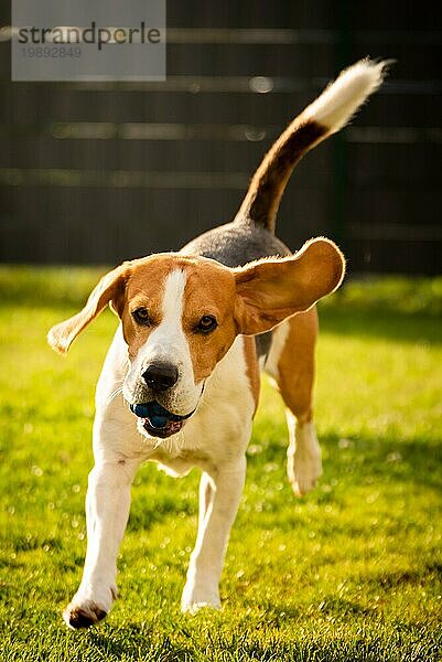 Hund Beagle mit langen Schlappohren auf einer grünen Wiese im Frühling  Sommer läuft mit Ball auf die Kamera zu. Vertikales Foto