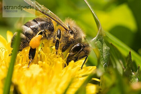 Honigbiene auf gelber Blüte  Nahaufnahme Makro Selektiver Fokus. Unscharfer Hintergrund