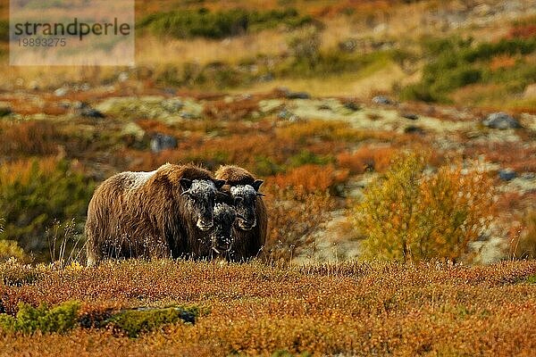 Drei Moschusochsen (Ovibos moschatus) im Dovrefjell-Sunndalsfjella-Nationalpark  Jungtiere  Herbst  Innlandet  More og Romsdal und Trondelag  Mittel-Norwegen  Norwegen  Europa