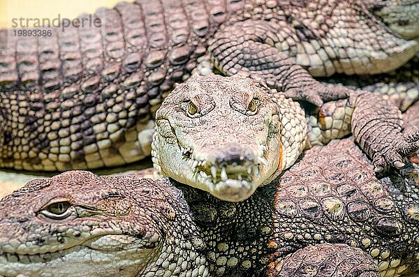 Mehrere Alligatorkrokodile gefährliche fleischfressende Reptilien aus der Nähe