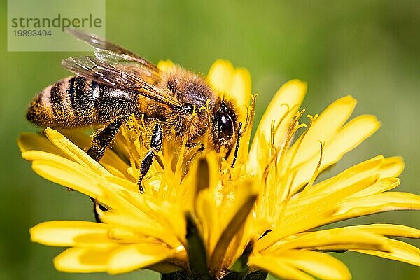 Detailaufnahme einer europäischen  Honigbiene (Apis Mellifera)  bedeckt mit Pollen auf einer gelben Löwenzahnblüte. Selektiver Fokus  blaür Hintergrund