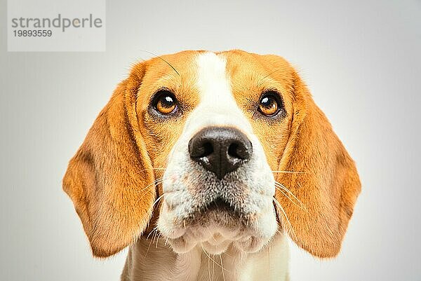 Nahaufnahme eines Beagle Hundes  Porträt  vor weißem Hintergrund. Blick nach oben Kopien Tempo