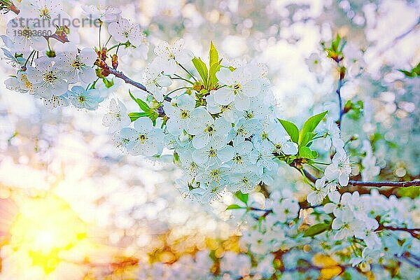 Floral Hintergrund Nahaufnahme Blick auf Kirschblüte Instagram Stil