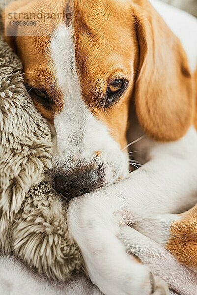 Hund ruht auf einem Sofa Beagle Hund im Haus Großaufnahme drinnen Hintergrund