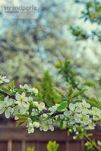 Blumen des blühenden Kirschbaums insagram sttile