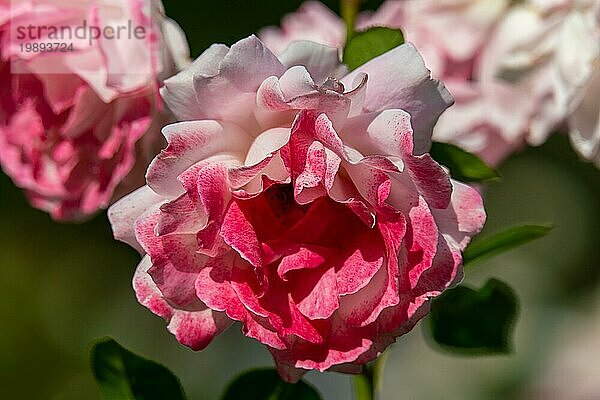 Sonnige Nahaufnahme einer einzelnen weißen und rosafarbenen deutschen Sommerfreude Rose  die sehr zerbrechlich und zart aussieht