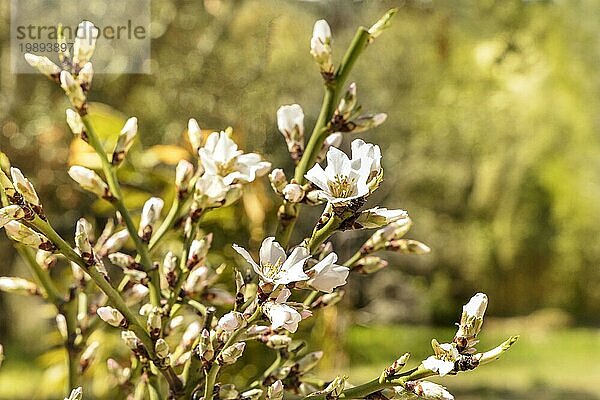 Blühende Blumen und Knospen an den Zweigen eines jungen Mandelbaums vor einem unscharfen grünen Hintergrund  selektiver Fokus