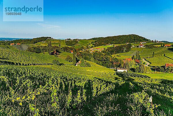 Sulztal  Steiermark Österreich  17. September 2018: Weinberge Sulztal bekanntes Ziel Weinstraßengebiet Südsteiermark  Weinland im Sommer. Touristisches Ziel. Grüne Hügel und Weintrauben werden geerntet