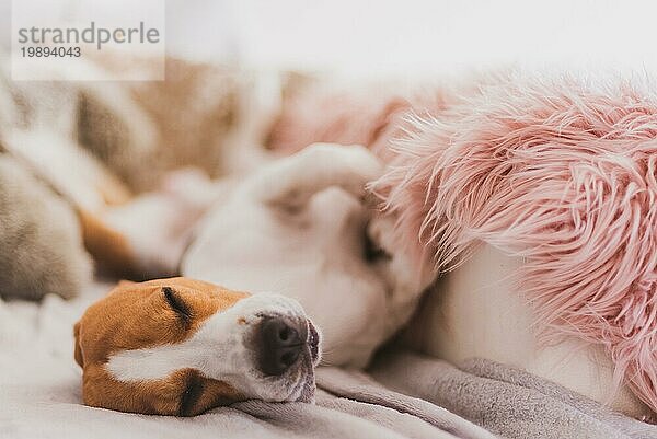 Hund schlafend auf einem Sofa auf dem Rücken Beagle Hund im Haus drinnen Hintergrund