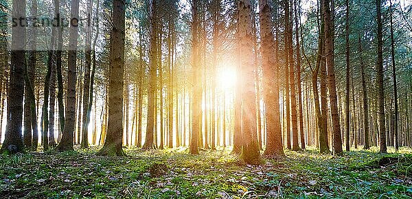 Magischer Sonnenuntergang und Sonnenstrahlen im Wald. Grünes Gras  Baumstämme und Licht