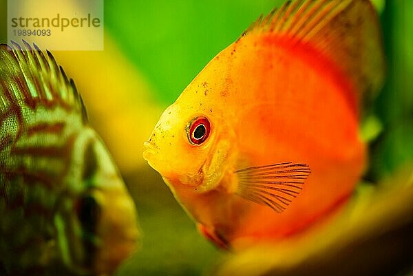 Porträt eines roten tropischen Diskusfisch (Symphysodon) in einem Fischtank. Selektiver Fokus Hintergrund