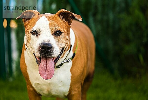 Staffordshire Amstaff Hund nach Schlaganfall wieder gesund. Gesundheitskonzept für Hunde