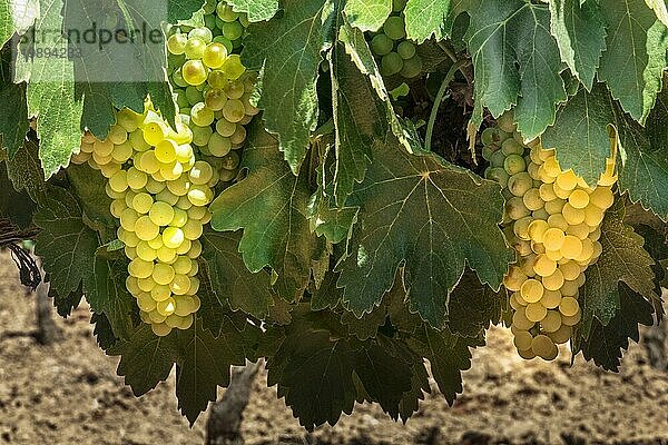 Weißweintrauben an einer Rebe in einem Weinberg  kurz vor der Herbsternte  mit selektivem Fokus. Leicht getöntes Bild