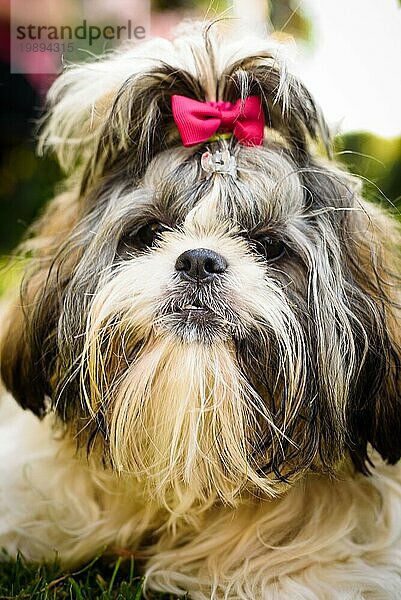 Shih tzu Hund mit roter Schleife auf dem Kopf Porträt. Hund Hintergrund