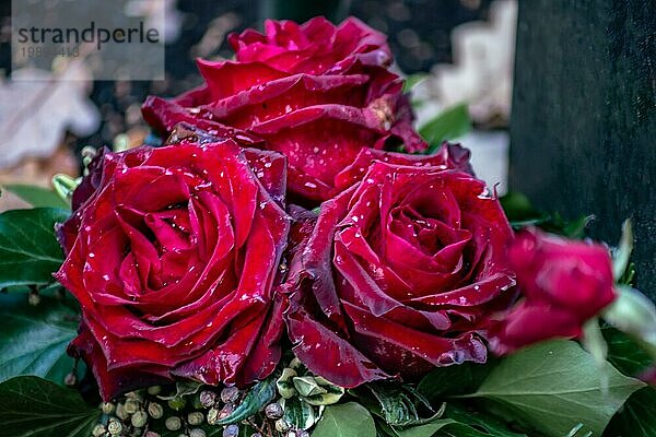 Ein perfekter Strauß roter Rosen mit Wassertropfen  die im Sonnenschein glitzern  und einem Bokehhintergrund