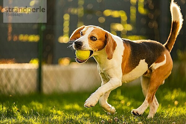 Beagle Hund Spaß im Garten im Freien laufen und springen mit Ball Hund Thema
