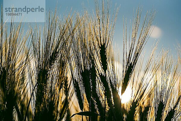 Grüner Weizen auf dem Feld im Frühling. Selektiver Fokus  flacher DOF Hintergrund. Pubescent zurück beleuchtet Roggen Landwirtschaft Konzept