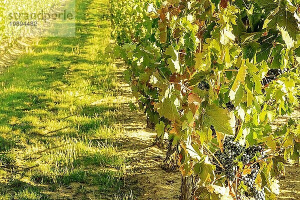 Weintrauben in einem sonnigen Weinberg kurz vor der Herbsternte  getöntes Bild  selektiver Fokus