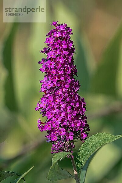 Nahaufnahme einer aufrechten violetten Schmetterlingsflieder (Buddleja davidii) Blütendolde bei strahlendem Sonnenschein vor einem grünen Bokehhintergrund