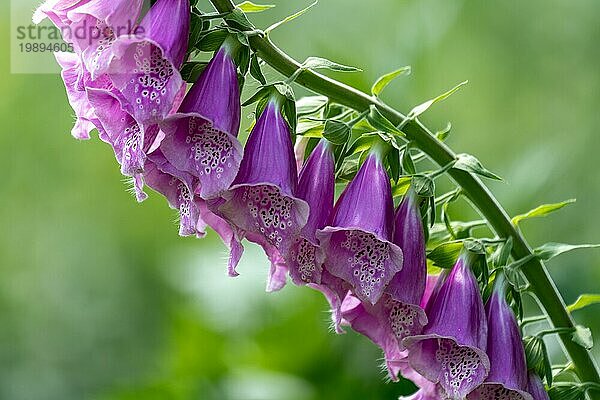 Nahaufnahme von schönen lila Digitalis (Fingerhut) Blumen mit einem hellen Bokeh Hintergrund