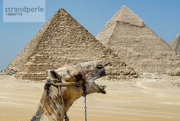 Kamel in der ägyptischen Wüste in der Nähe der Pyramiden in Luxor Nahaufnahme