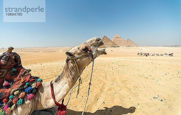 Kamel in der ägyptischen Wüste in der Nähe der Pyramiden in Luxor Nahaufnahme