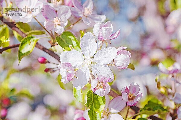 Wunderschöne Blüten eines Apfelbaums auf unscharfem Hintergrund