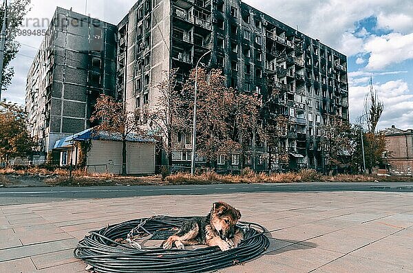 Ein Mischlingshund sonnt sich vor dem Hintergrund eines ausgebrannten mehrstöckigen Gebäudes in Mariupol