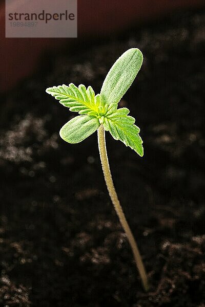 Cannabisanbau zu Hause. Junge Hanfpflanze Sämling mit den ersten echten und cotileydon Blätter