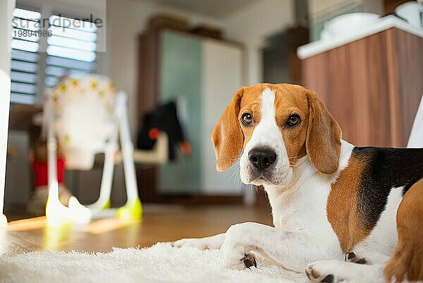 Beagle Hund liegen im Wohnzimmer auf dem Boden in Richtung Kamera Hund themed Hintergrund