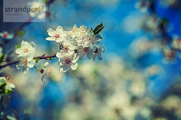 Zweig des Kirschbaums mit blühenden Blumen instagram Stil