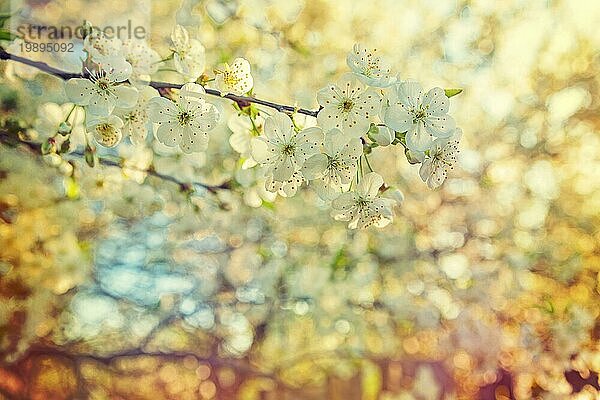 Blüte der Kirsche Nahaufnahme Ansicht auf kleinen Zweig bei Sonnenuntergang