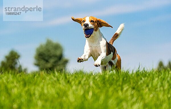 Beagle Hund Spaß im Garten im Freien laufen und springen mit Ball in Richtung Kamera. Hund Hintergrund  Kopie Raum