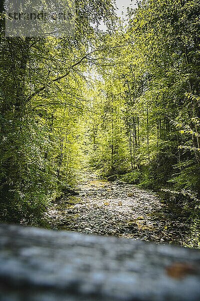 Schöne idyllische Fluss und Waldlandschaft in den Alpen  Österreich  Glasenbach  Europa