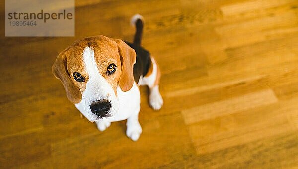 Beagle Hund sitzt auf Holzboden und schaut nach oben. Traurige Augen Haustier Kopie Raum Hintergrund