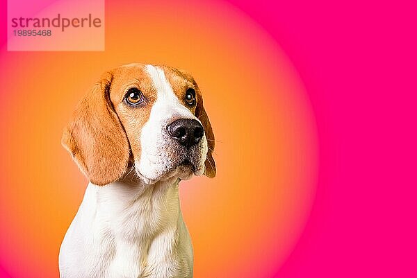 Schöner Beagle Hund vorlebhaftem Hintergrund. Studio Kopfschuss. Platz zum Kopieren auf der rechten Seite