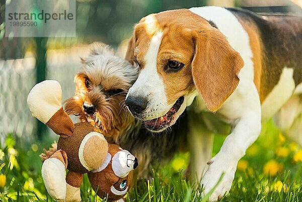 Niedlicher Yorkshire Terrier Hund und Beagle Hund kauen sich gegenseitig im Hinterhof. Laufen und springen mit Spielzeug in Richtung Kamera