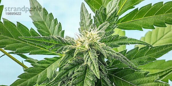 Panorama einer blühenden Cannabispflanze mit Trichomen  eine Panoramaaufnahme in Nahaufnahme auf blauem Hintergrund
