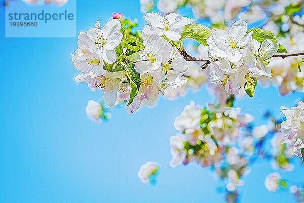 Blick auf blühenden Apfelbaum mit hellblauem Himmel instagram Stil