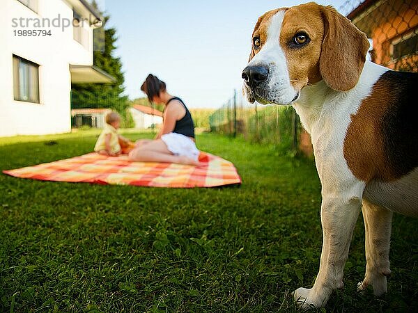 Portrait junge Mutter mit niedlichen Baby Mädchen in gelben Band und Kleid und Beagle Hund  Sunny Sommertag im Freien. Mutterschaft Konzept