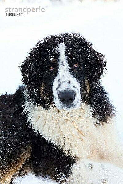 Bulgarische Schäferhund oder Karakachan Hund Porträt auf weißem Hintergrund. Schnee Winter