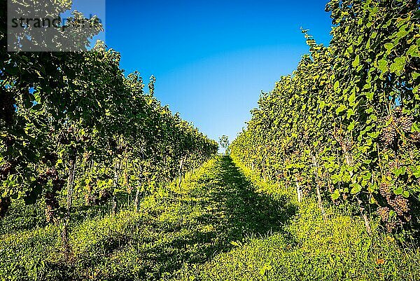 Rote Trauben auf einem Weinberg vor hellgrünem Hintergrund. Reihen von Weinreben auf einem Weinberg. Österreich  Steiermark
