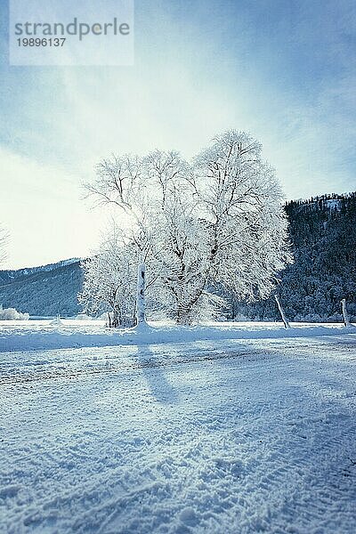 Idyllische Winterlandschaft: verschneite Bäume und Felder  Bergkette im Hintergrund
