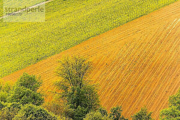 Weinberge Sulztal berühmtes Ziel Weinstraße Gebiet Südsteiermark  Weinland im Frühling. Touristisches Ziel. Grüne Hügel und Traubenernte