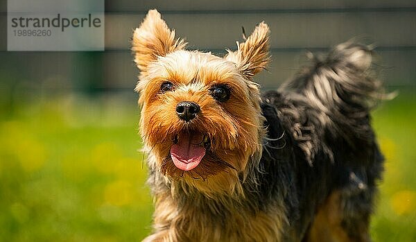 Lustiger Yorkshire Terrier Hund  der im Gras voller Löwenzahn im Hinterhof auf die Kamera zuläuft